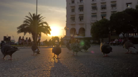 Flock-of-pigeons-eating-on-city-street-at-sunset