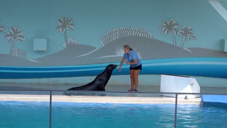 León-Marino-Muestra-Sus-Movimientos-En-El-Parque-De-Aventuras-Marinas-Gulfarium-En-Destin-Fort-Walton-Beach,-Florida