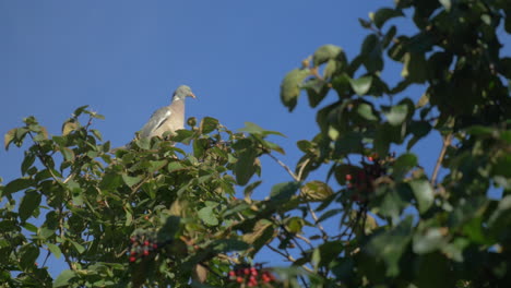 Pigeon-sitting-on-the-tree