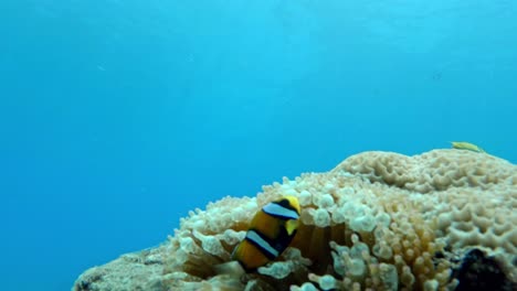 Kleiner-Clownfisch,-Der-über-Einer-Anemone-In-Klaren-Tropischen-Gewässern-Schwimmt-–-Aus-Nächster-Nähe