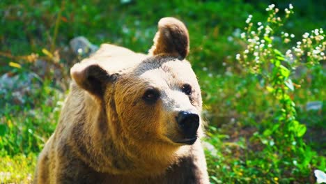Stunning-HD-Close-Up-footage-of-a-brown-bear-filmed-in-the-nature-–-Europe,-Slovenia