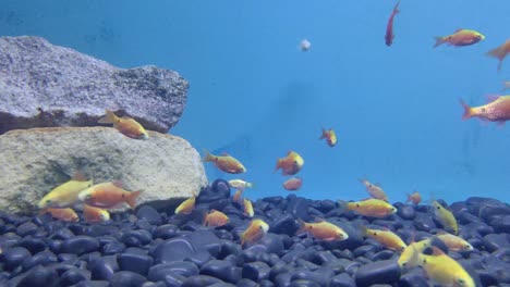 Colorful-golden-fishes-are-racing-with-each-other-at-the-bottom-of-the-sea