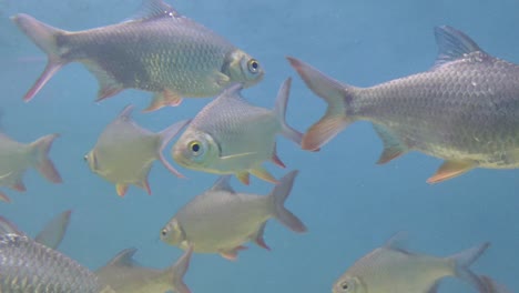 Muchos-Peces-De-Color-Plateado-Nadan-En-El-Fondo-Del-Mar