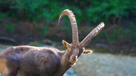 Breathtaking-close-up-footage-of-an-alpine-ibex-gracefully-relaxing-and-looking-straight-into-the-camera