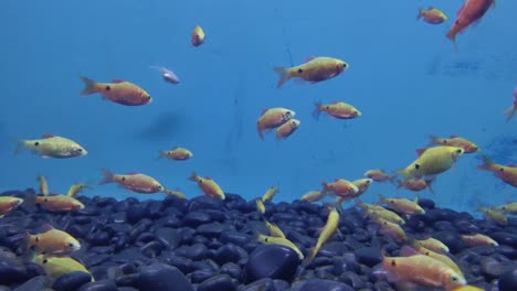 Bunte-Goldene-Fische-Bewegen-Sich-Und-Spielen-Auf-Dem-Meeresgrund