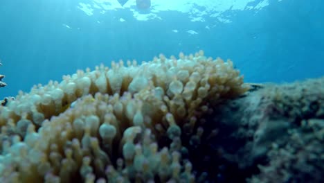 Cute-Clownfish-hiding-inside-an-anemone---Close-up