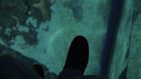 Shark-and-stingray-under-glass-floor-in-oceanarium