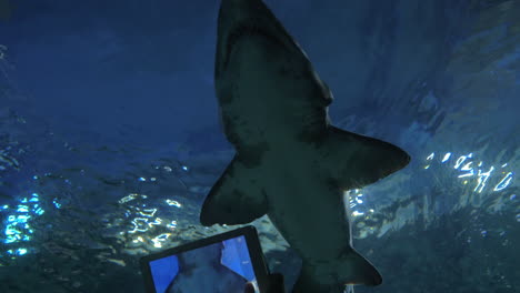Shooting-shark-with-digital-tablet-in-oceanarium