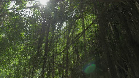 Kleine-Pagode-Unter-Banyan-Baum-In-Vietnam