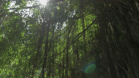 Small-pagoda-under-banyan-tree-in-Vietnam