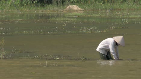 Vietnamesische-Arbeiterin-Reinigt-Wasser-Von-Unkraut