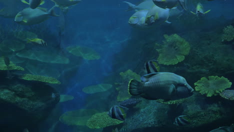 Nahaufnahme-Tropischer-Fische-Und-Korallen-Im-Aquarium-Siam-Ocean-World-Bangkok,-Thailand