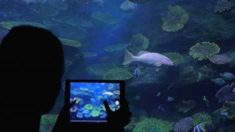 Woman-taking-fish-pictures-with-pad-in-oceanarium