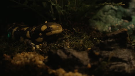 Tiger-salamander-exposed-in-oceanarium