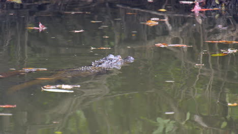 Alligator-swimming-away-from-camera-with-fall-leaves-scattered-on-river-surface