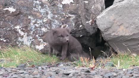 Closeup-Of-Arctic-Fox-In-Summer-Morph