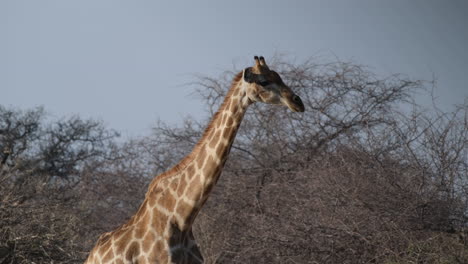 African-Giraffe-Walking-In-The-Savannah-In-Africa