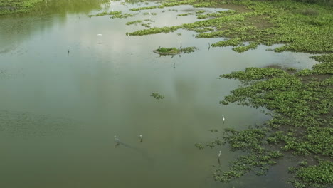 Water-Birds-On-Wetlands-In-Spile-Lake,-Missouri,-USA