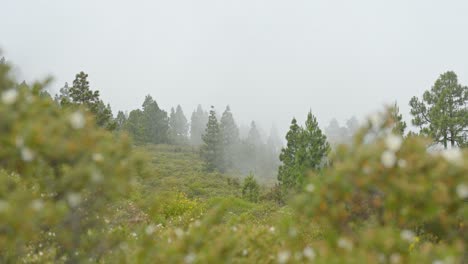 Rauch,-Nebel-Bedeckte-Teneriffa-Landschaft-Mit-Niedrigen-Büschen-Und-Pinien