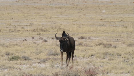 Wildebeest-Walking-In-The-Plains-In-Africa