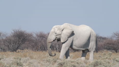 Elefante-Comiendo-Sobre-Sabana-Salvaje-En-El-Sur-De-África.