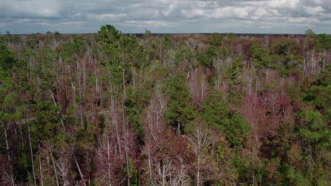 Antena-Sobre-Un-Bosque-De-Pinos-Durante-El-Otoño-En-El-Norte-De-Florida