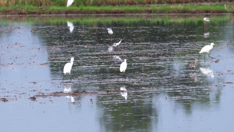 A-variety-of-birds-such-as-black-winged-stilts,-egrets,-herons,-are-wading,-foraging,-and-eating-in-the-watery,-wet-ricefields-in-a-province-in-Thailand