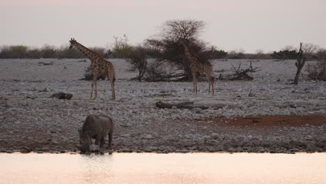 Giraffes-Standing-In-An-Open-Envrionment-With-Black-Rhino-Drinking-In-The-River