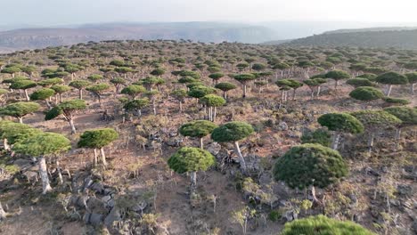 Bosque-Exótico-De-árboles-De-Sangre-De-Dragón-Sobre-Las-Cimas-De-Las-Montañas-Del-Archipiélago-De-Socotra-En-Yemen