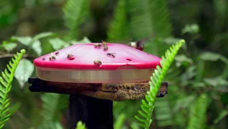 Hummingbirds-and-bees-fly-around-and-drink-from-a-sugar-feeder-in-Ecuador,-South-America