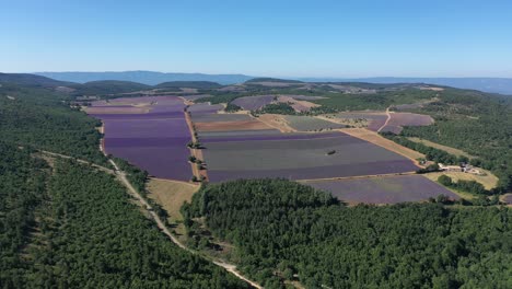 Großes-Grundstück-Mit-Blühendem-Lavendel