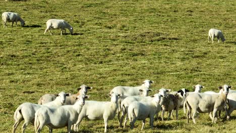 Schafe-Grasen-Auf-Einer-Weide-Im-Ländlichen-Raum-Der-USA