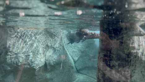 Sea-Otters-playing-underwater-in-aquarium-tank-at-Tennessee-Aquarium-Chattanooga-famous-tourist-highlight-wildlife-encounter