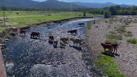 Flussfahrt-Der-Kühe-Und-Kälber-Bei-Starker-Sonne