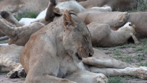 Close-up-of-lioness-grooming,-zoom-out-revealing-sleeping-lion-cubs