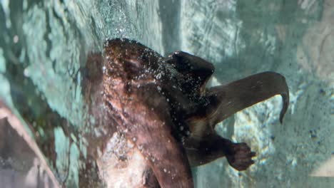 Vertikales-Video-Von-Seeottern,-Die-Auf-Der-Tennessee-Aquarium-Exhibition-Unter-Wasser-Ringen-Und-Spielen