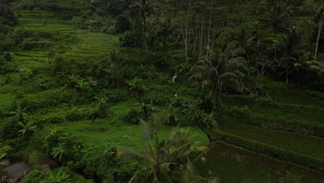 Tropical-scenes-from-the-heart-of-Bali-with-lots-of-coconut-trees-surrounding-the-area,-aerial