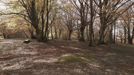 Eine-Drohnenaufnahme-über-Dem-Wunderschönen-Buchenwald-Von-Canfaito-Mit-Herbstfarben