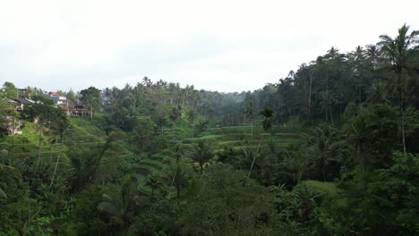 Hermosas-Terrazas-De-Arroz-Cerca-De-Ubud-En-Bali,-Indonesia,-Justo-Después-Del-Amanecer,-Rodeadas-De-Vegetación-Selvática,-Aérea