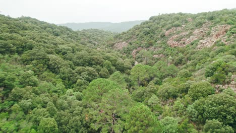 Aerial,-Drone-flying-close-over-trees,-forest,-valley,-Corsica