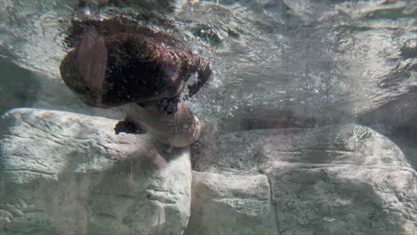 Seeotter-Spielen-Unter-Wasser-Im-Aquarium-Und-Wälzen-Sich-Herum-Und-Sind-Süß.-Erleben-Sie-Das-Tourismus-Highlight-Der-Tierwelt-In-Chattanooga