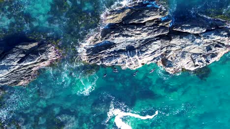 Drone-aerial-pan-beautiful-seal-sea-lion-cove-ocean-floor-reef-rocky-crystal-clear-seaweed-headland-coastline-Guerilla-Batemans-Bay-South-Coast-travel-tourism-NSW-Australia-4K