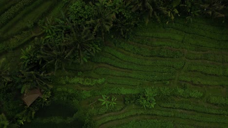 Vista-Panorámica-De-Vibrantes-Campos-Verdes-De-Agricultores-En-Bali,-Indonesia