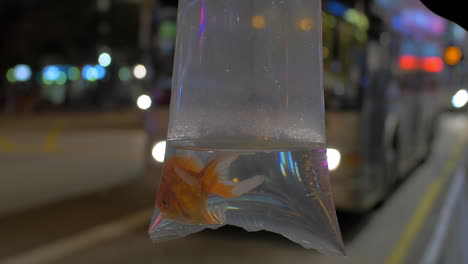 Goldfisch-In-Plastiktüte-Vor-Straßenverkehrshintergrund