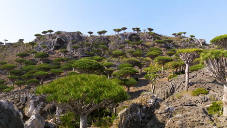 Montaña-Rocosa-Con-árboles-De-Sangre-De-Dragón-En-El-Bosque-De-Firmhin-En-La-Isla-De-Socotra,-Yemen