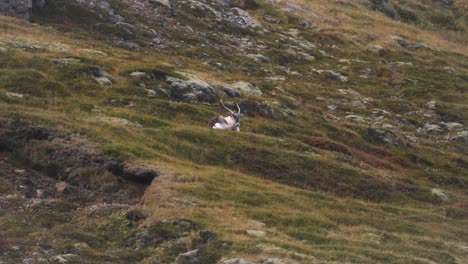 Reindeer-with-large-antlers-lying-on-grassy-mountainside-in-Iceland