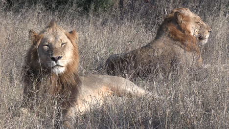 Two-male-lion-brothers-relaxing-in-the-tall-grass