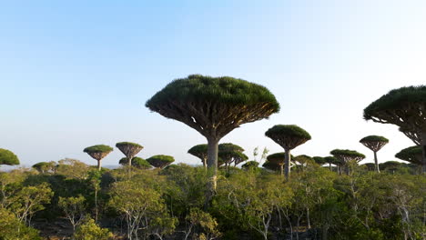 Sokotra-Drachenbäume-Mit-Umgedrehter-Krone-Im-Firhmin-Wald,-Insel-Sokotra,-Jemen
