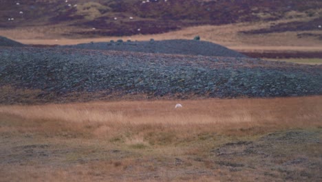 White-arctic-fox-running-in-grassy-windswept-nordic-tundra-in-Iceland