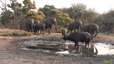 Afrikanische-Tierwelt,-Elefanten-Und-Büffel-Mit-Einer-Lodge-Im-Hintergrund